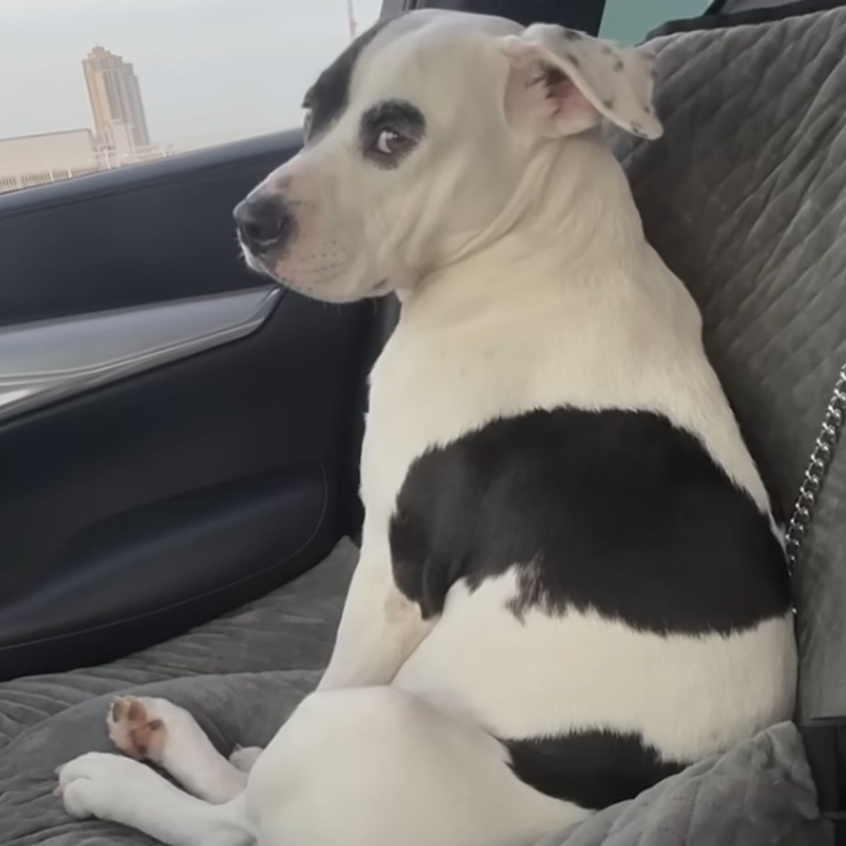 black and white dog on the seat