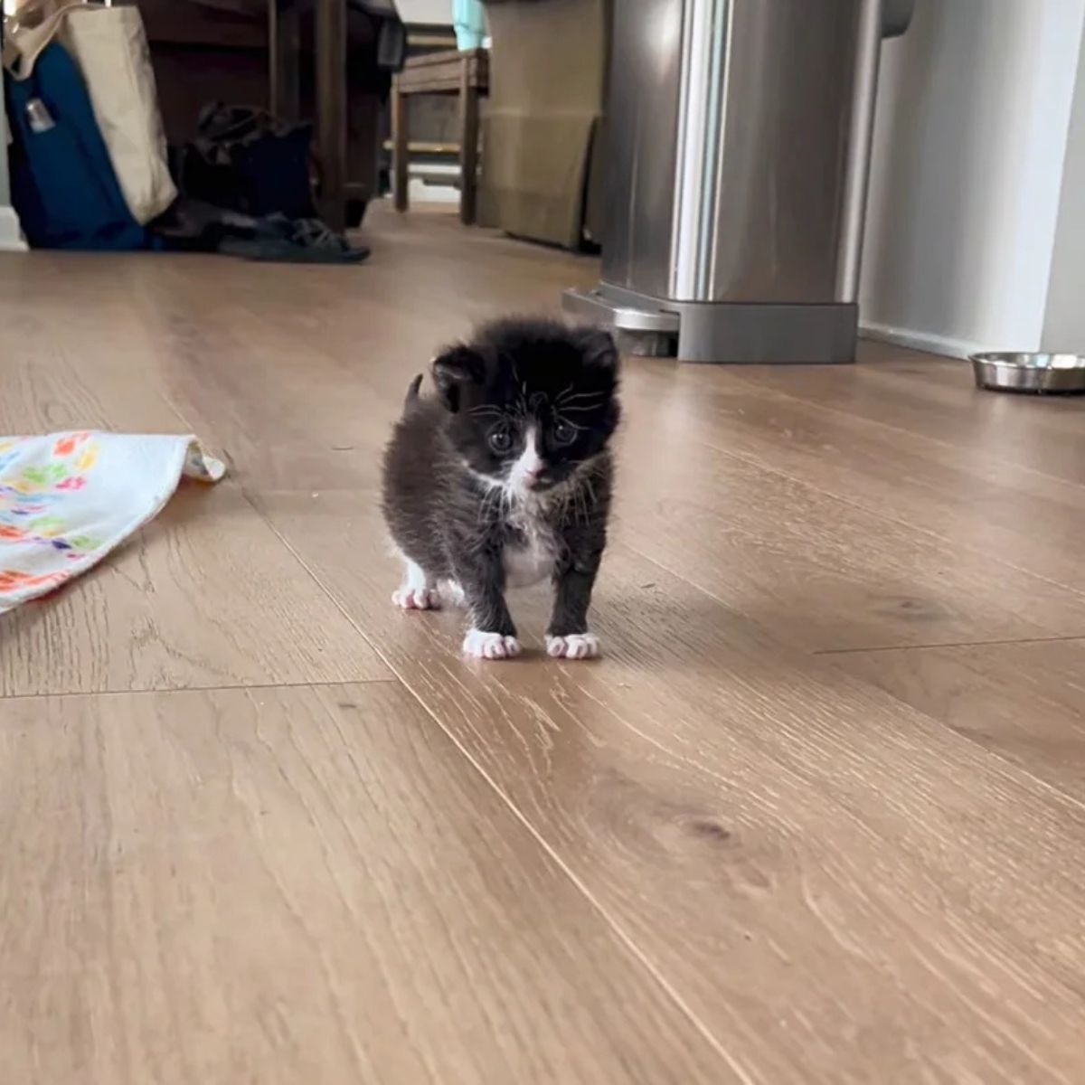 black and white kitten