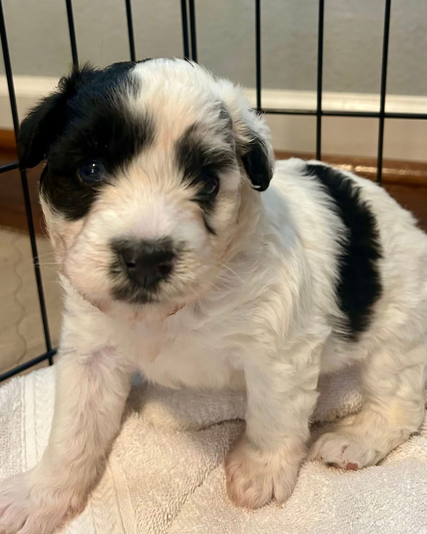 black and white puppy