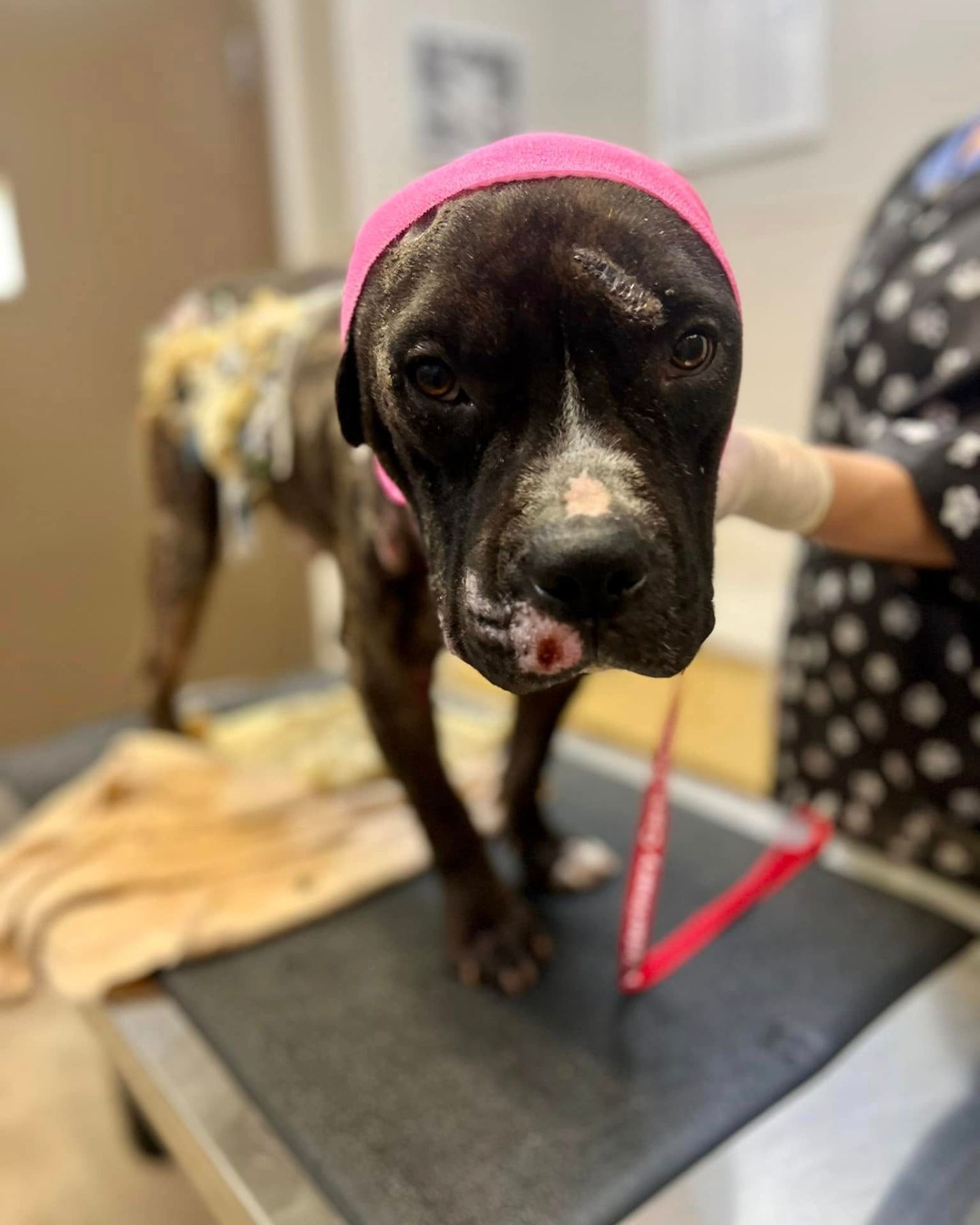 black dog at vets