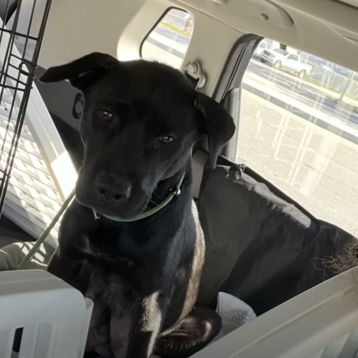black dog in car
