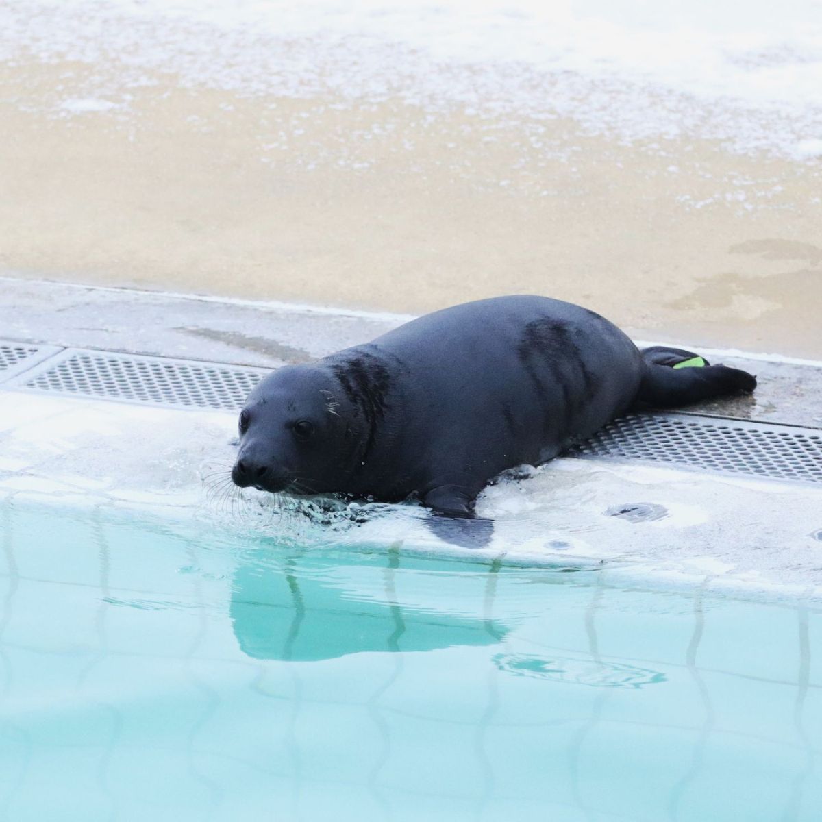 black seal