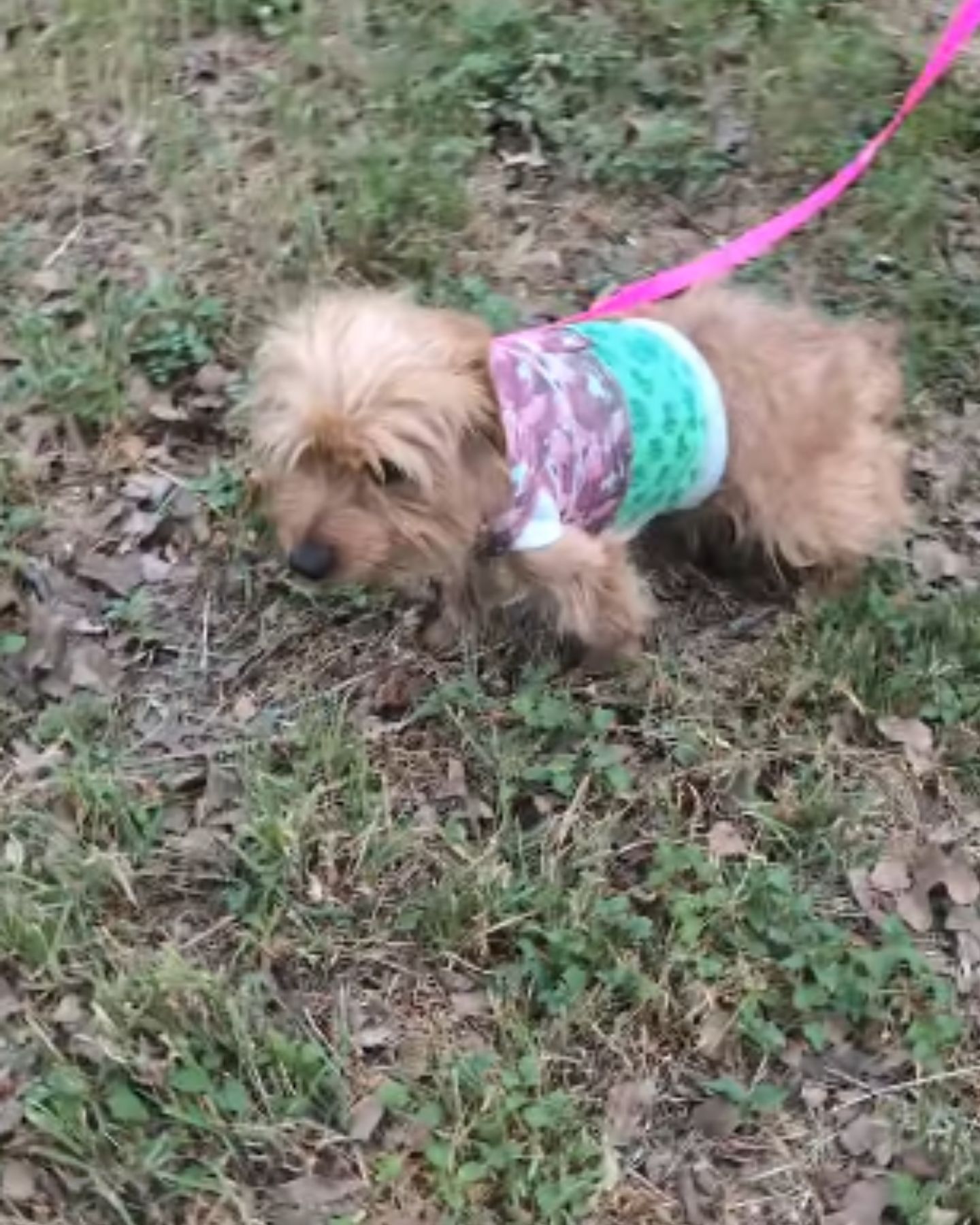 brown dog on a leash