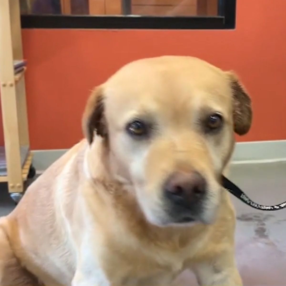 brown dog on leash