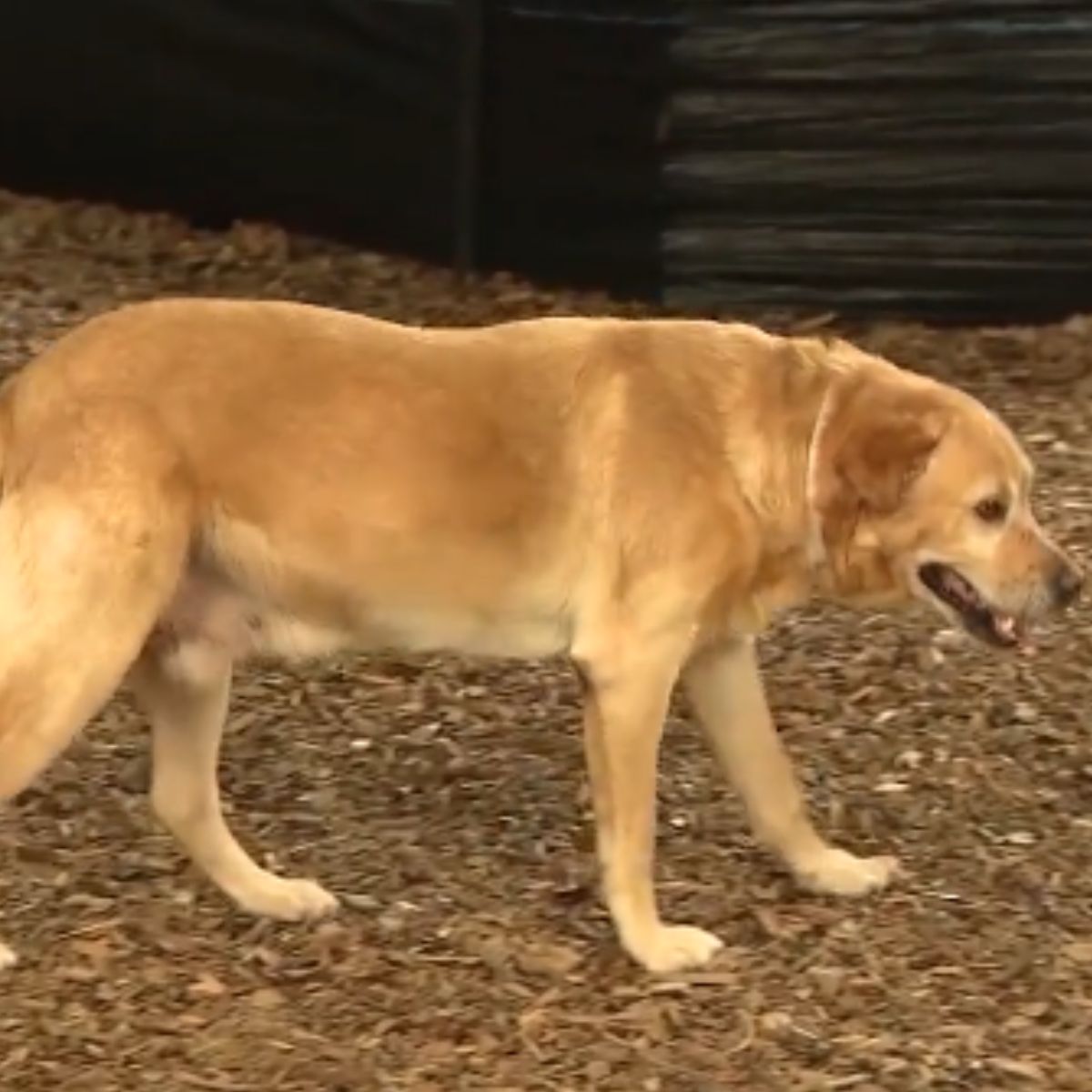 brown dog walking