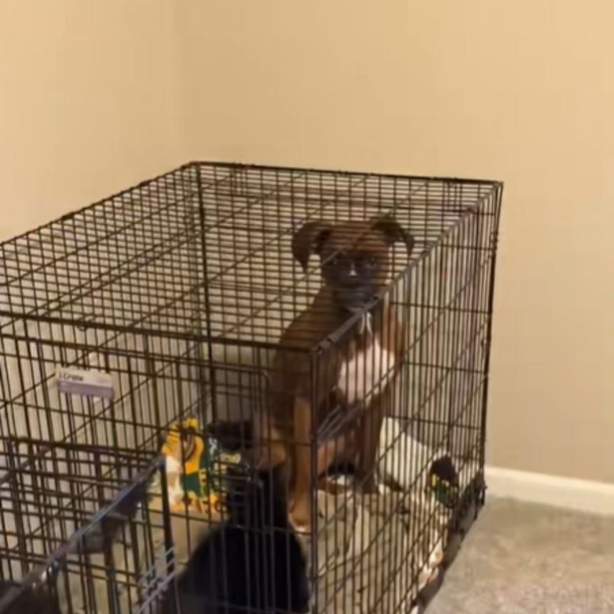 brown puppy in crate