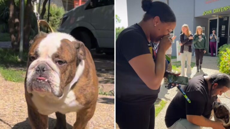 Texas Shelter Staff Finds Dog Tied To Their Gate And Are Stunned When They Learn Who He Is