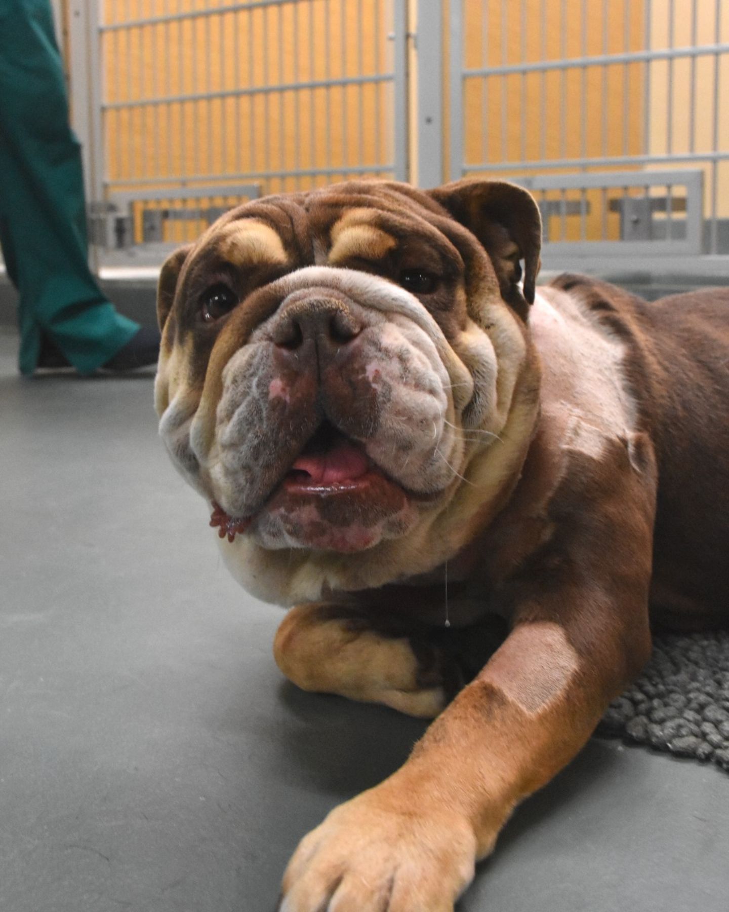 bulldog laying down