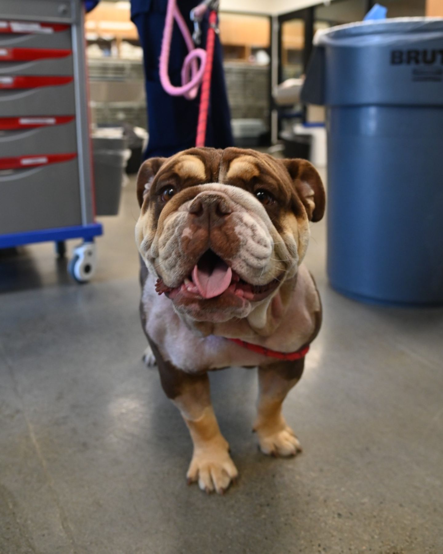 bulldog on a leash