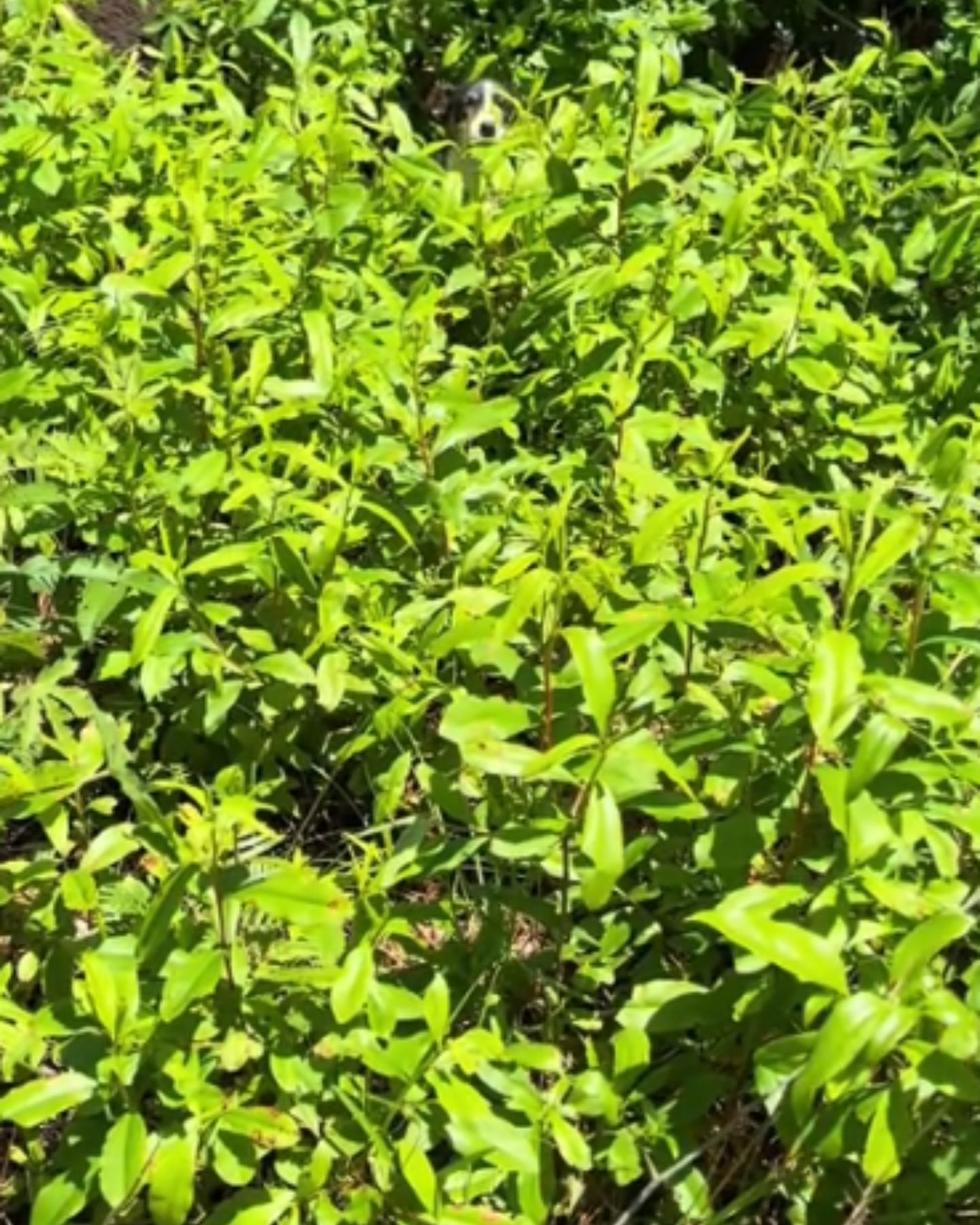 bushes