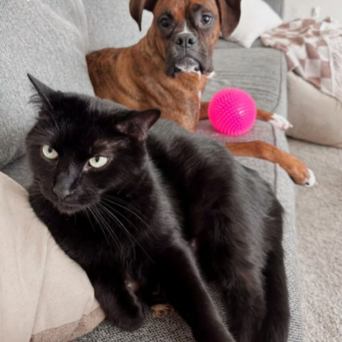 cat and dog on couch