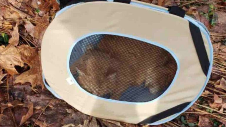 Woman In Shock After Finding A Cat Abandoned In Pet Carrier At The Bottom Of A Ditch In Wolcott