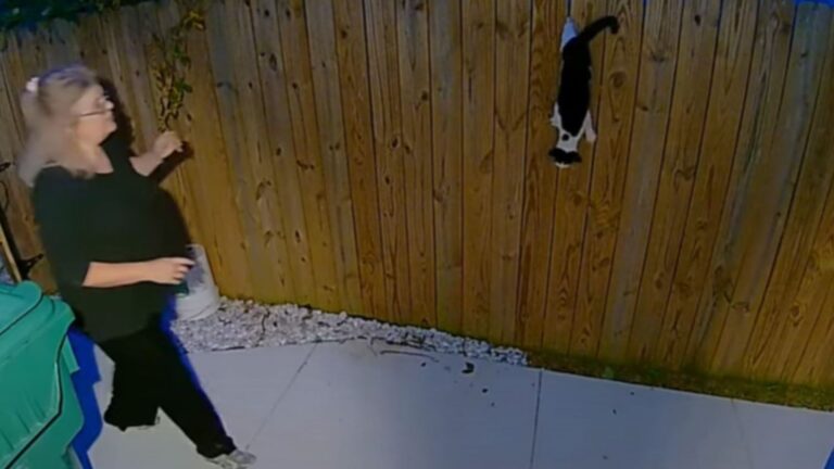 Woman Wakes Up To Strange Scream In Her Backyard And Sees This Poor Soul Hanging From A Fence