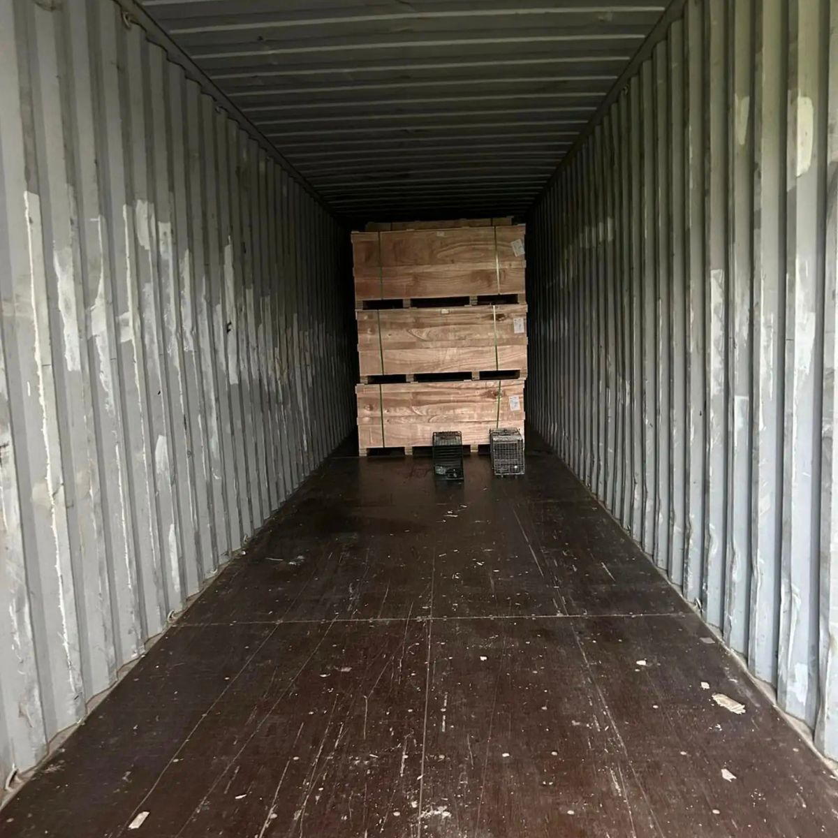 cat in container