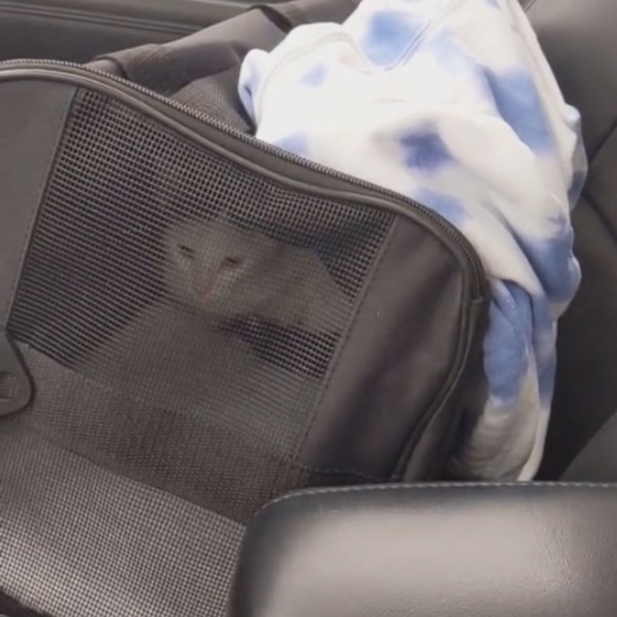 cat in crate