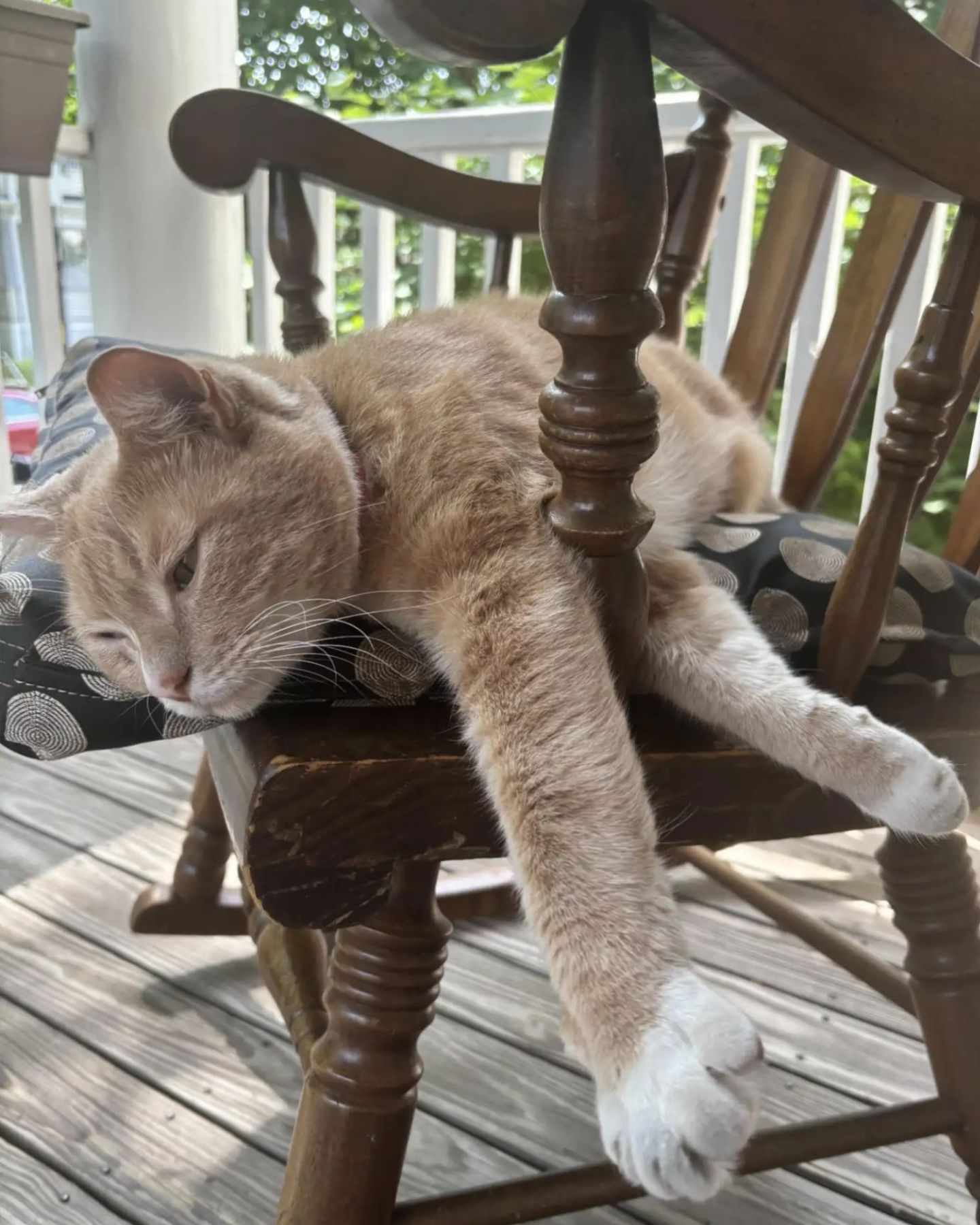 cat on chair