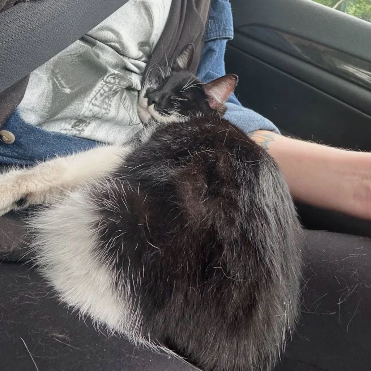 cat sleeping in car