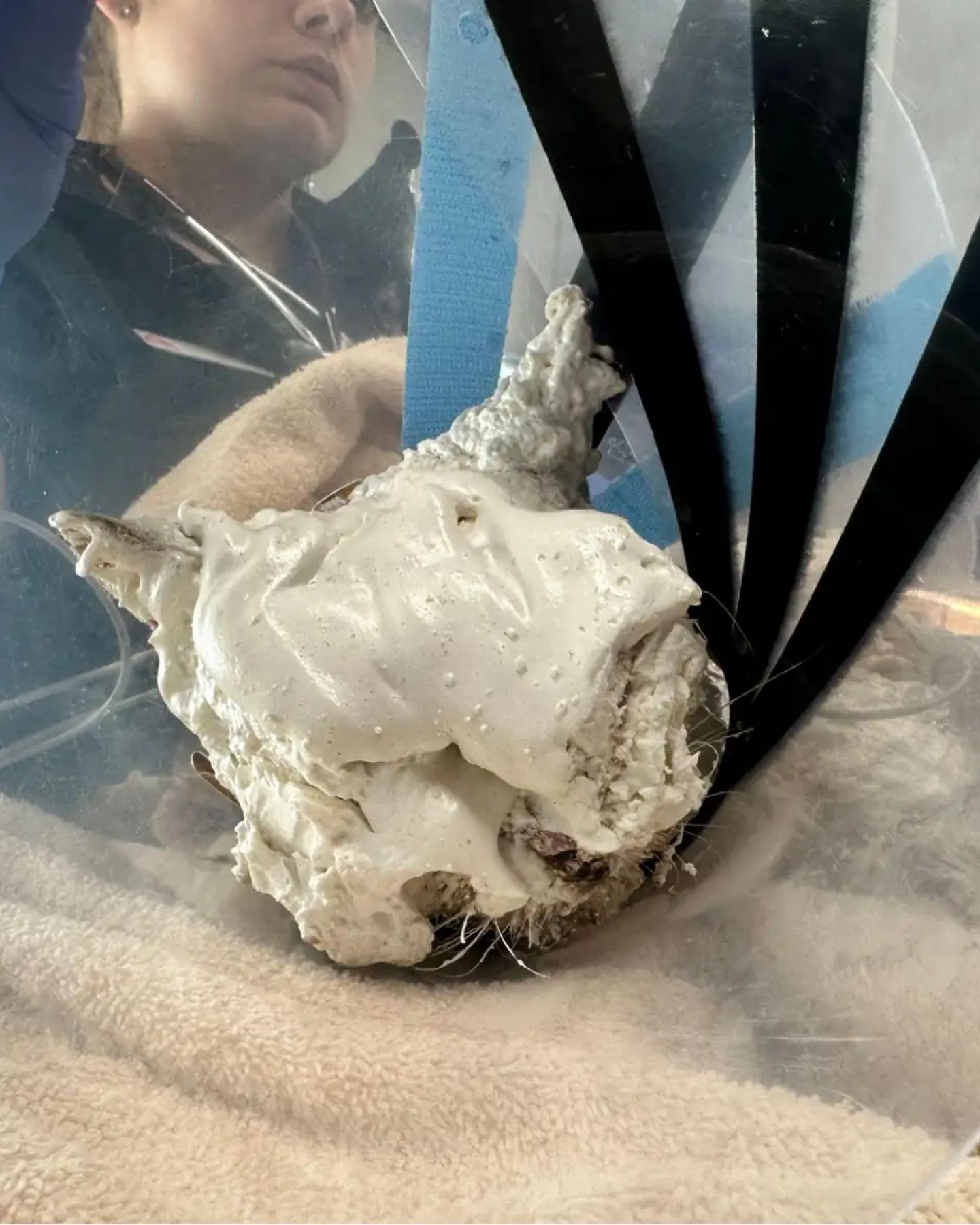 cat trapped in foam
