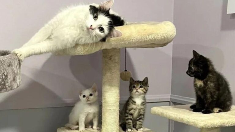 Cat Raising Her Own Kittens And Nine More Finally Gets Her Happy Ending After 99 Days