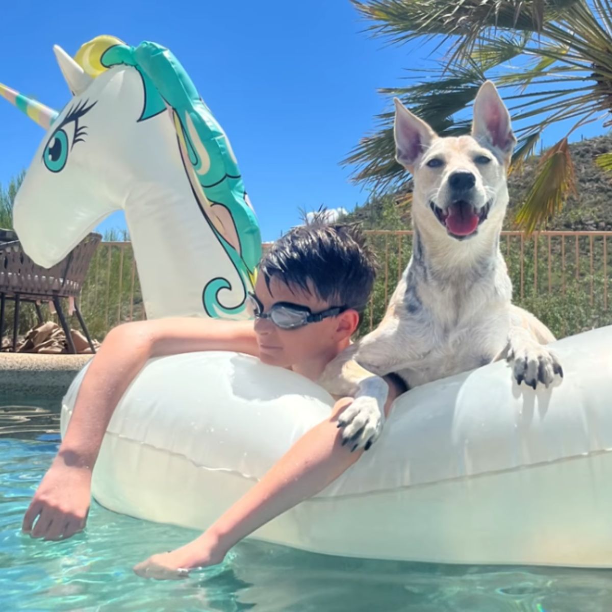 coyote and owner in pool