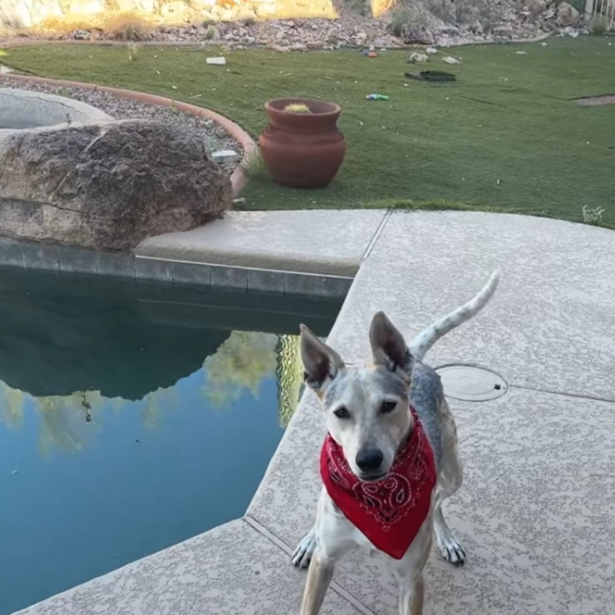 coyote near pool