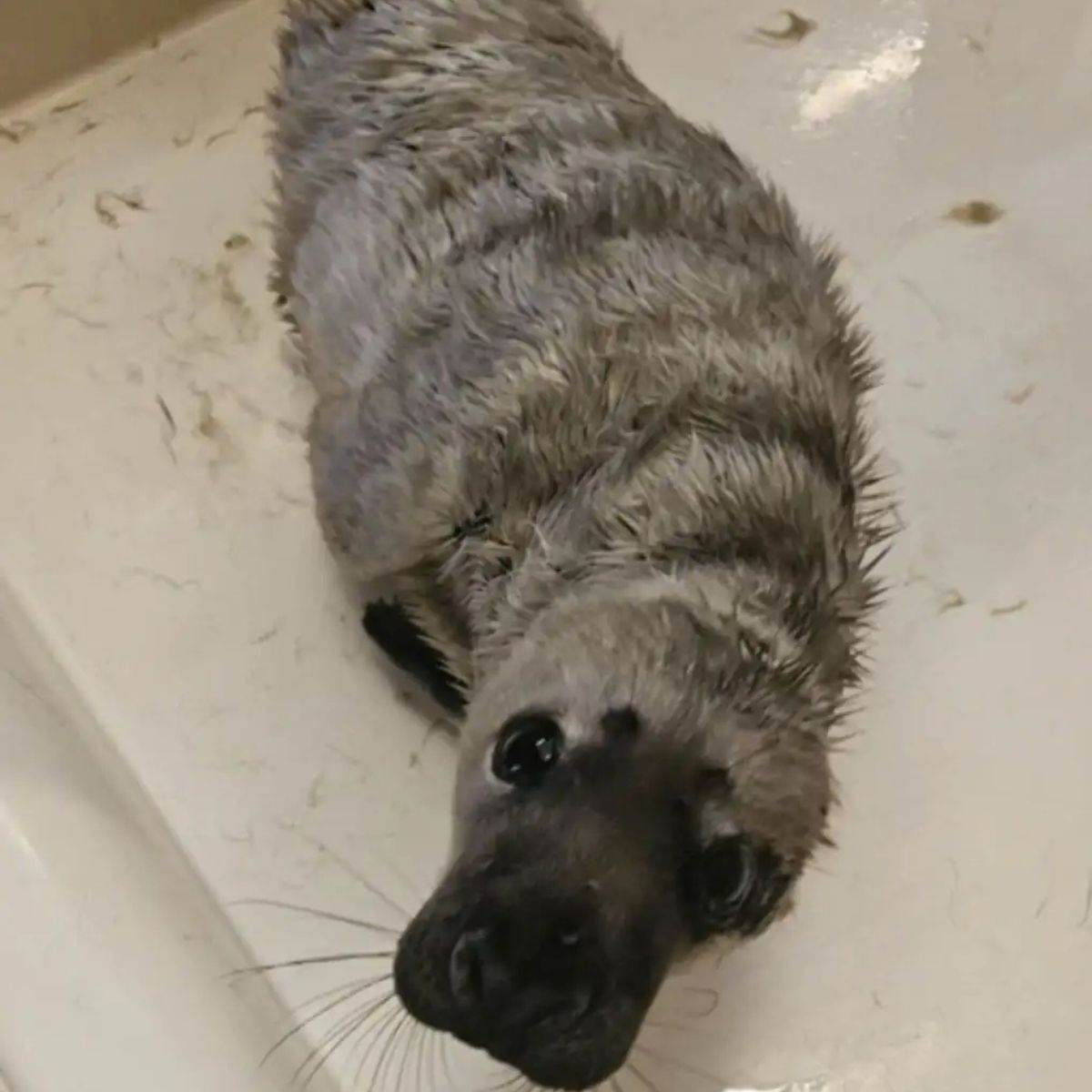 cute baby seal