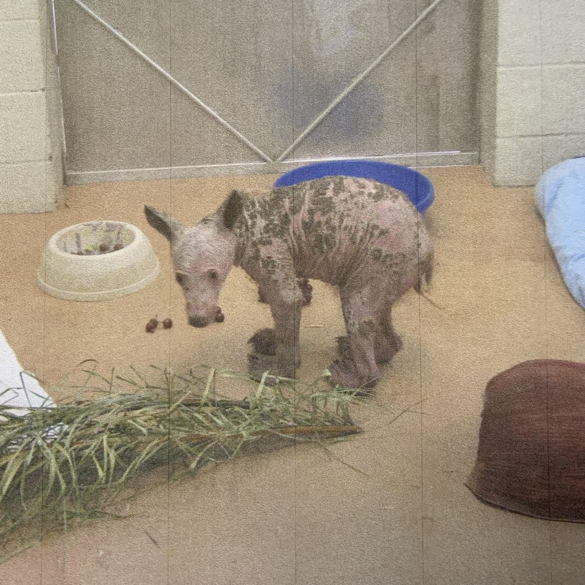 cute bald bear