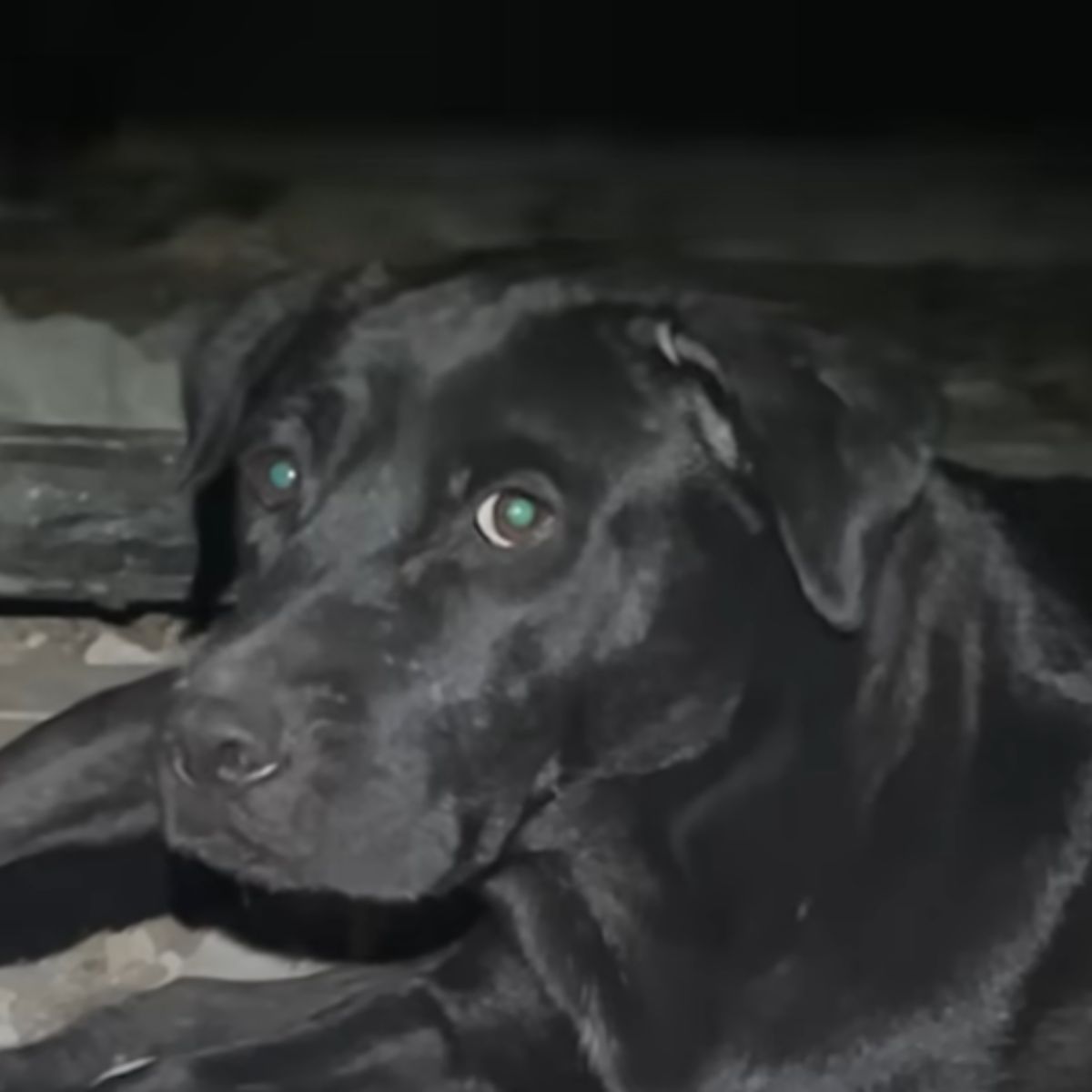cute black dog