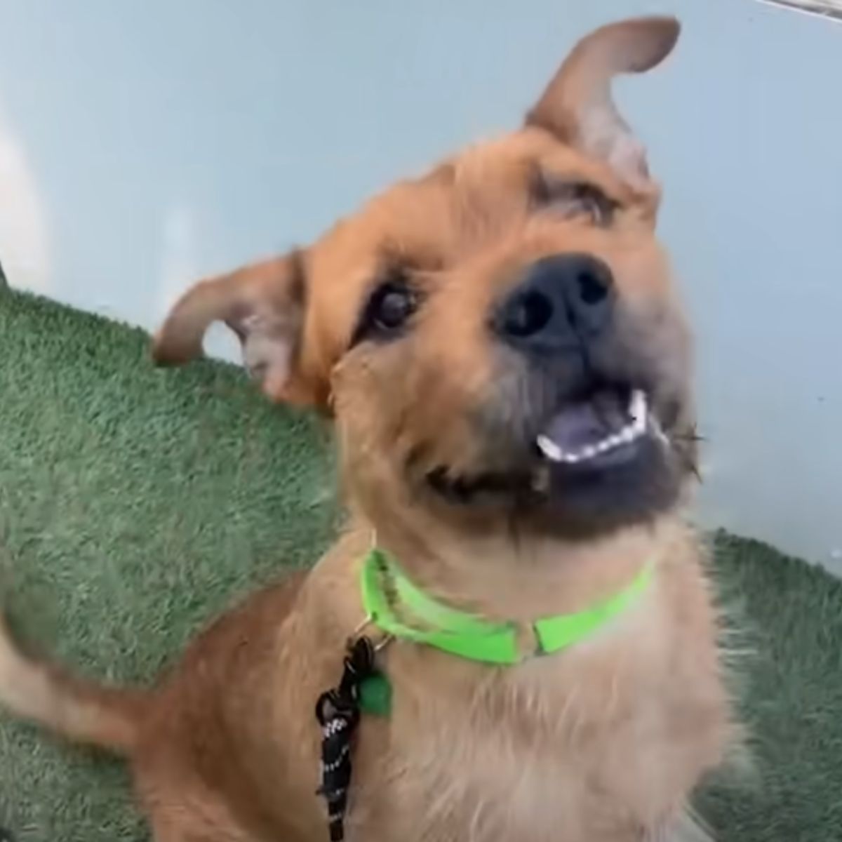 cute brown dog