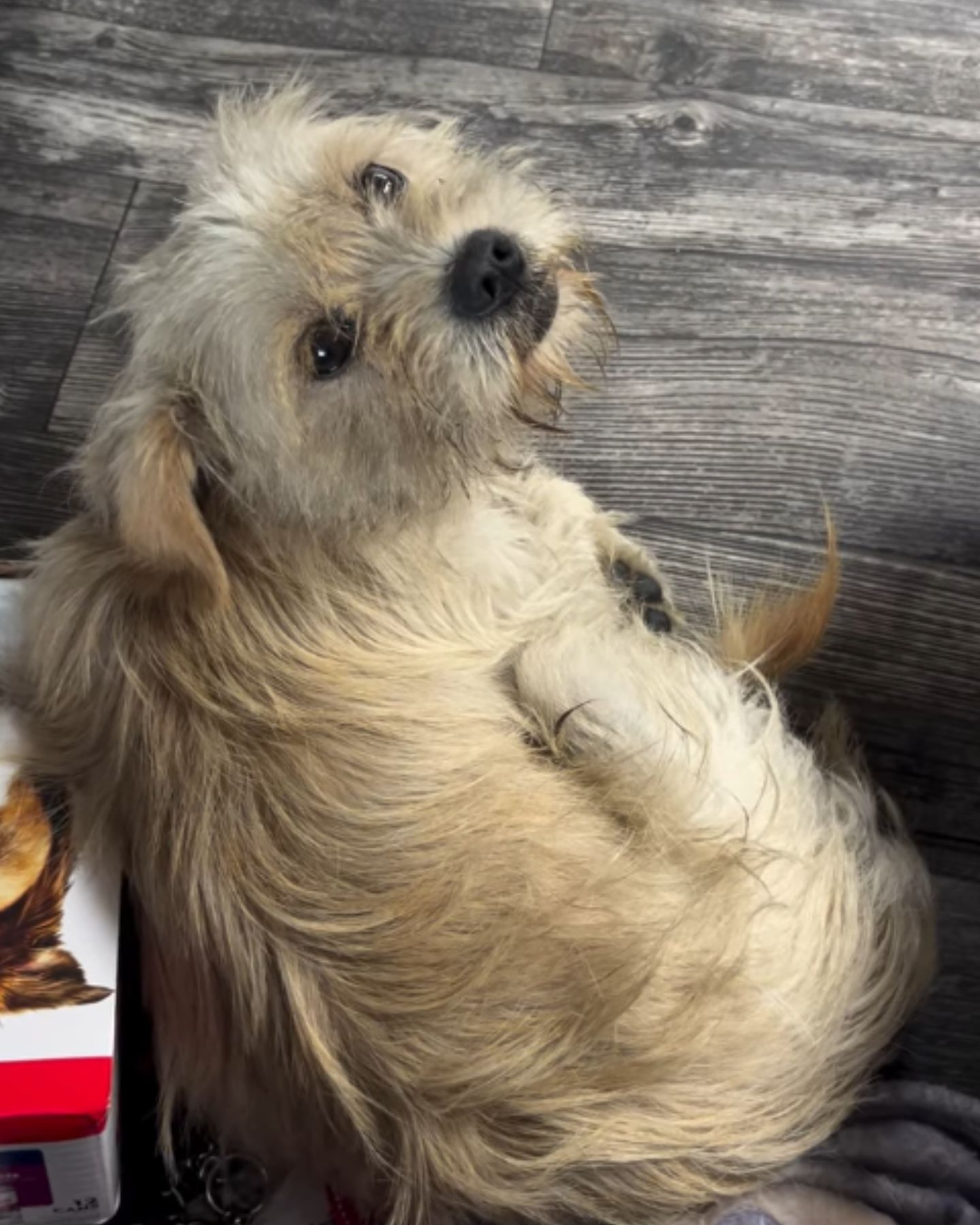 cute dog laying on the floor