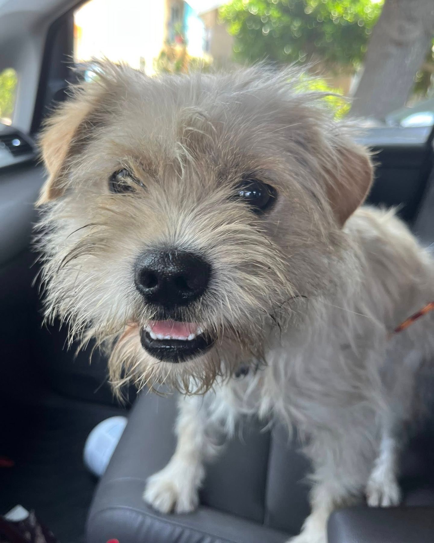 cute dog on back seat
