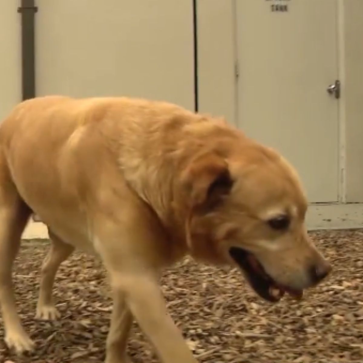 cute dog walking