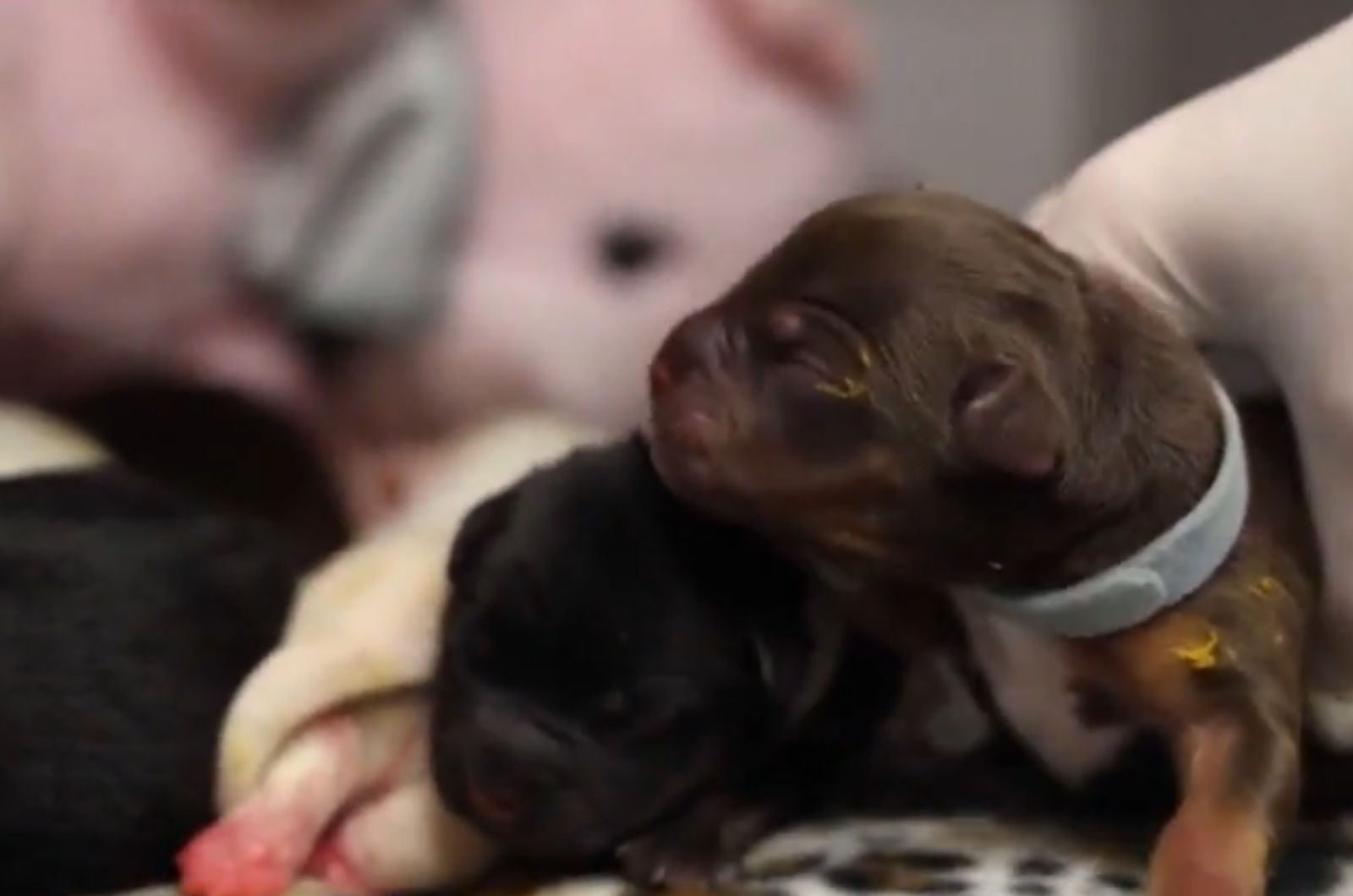 cute newborn puppies