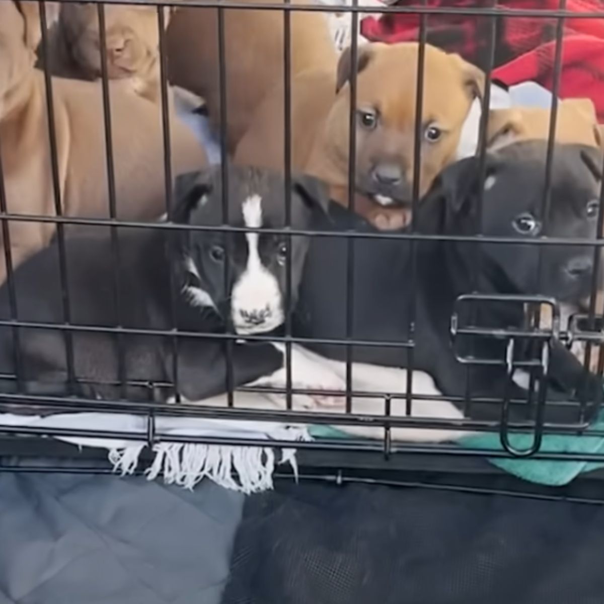 cute puppies in crate
