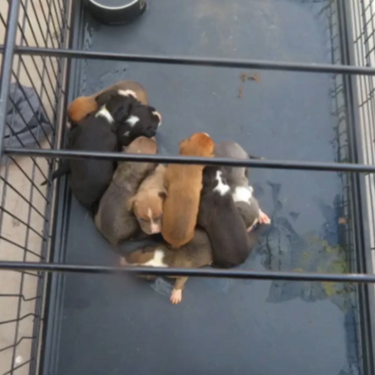 cute tiny puppies