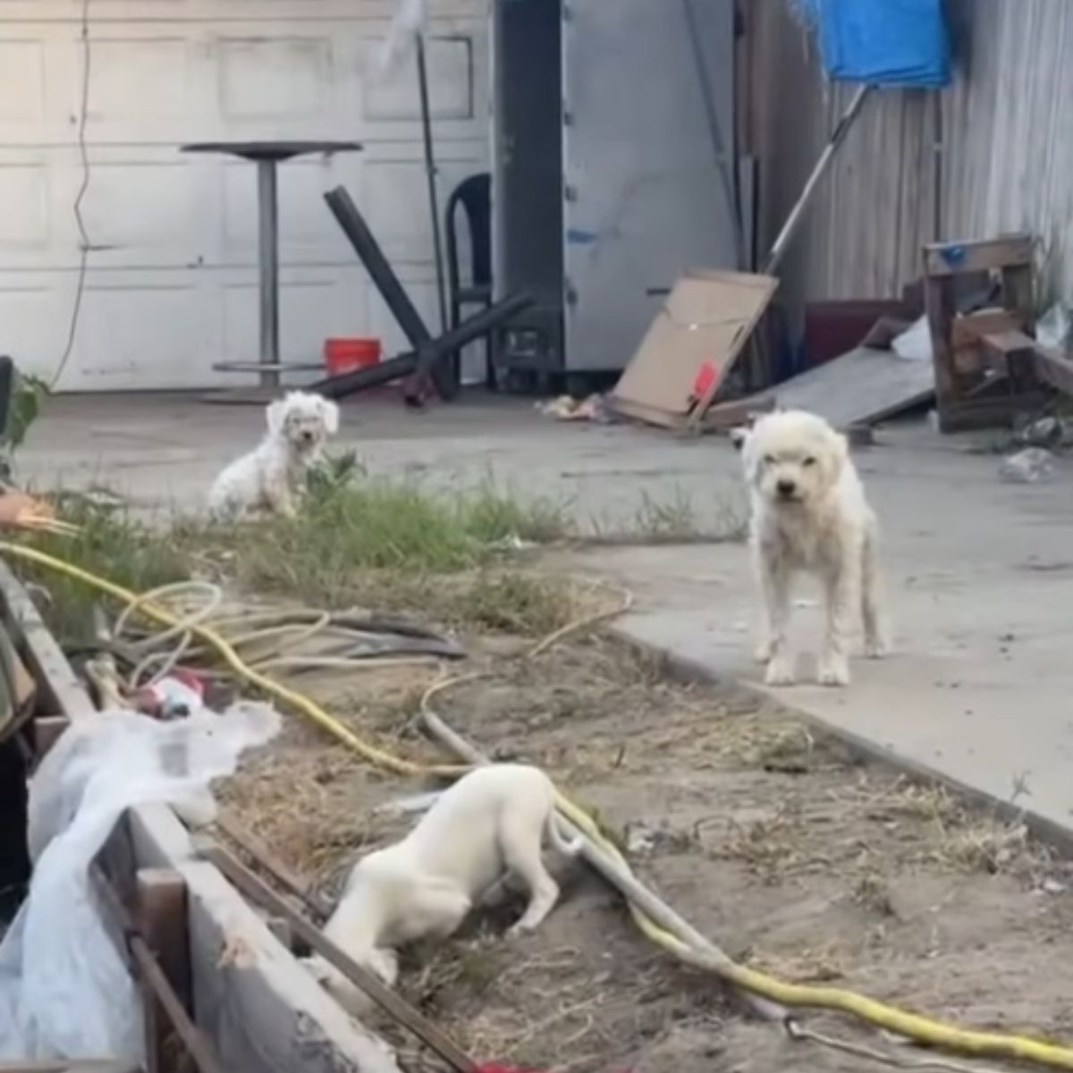 cute white dogs