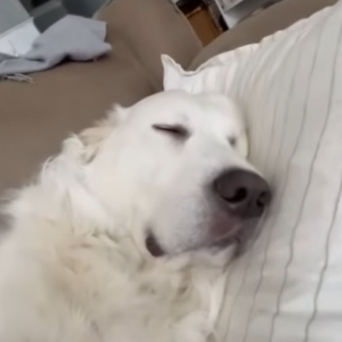 deaf dog sleeping