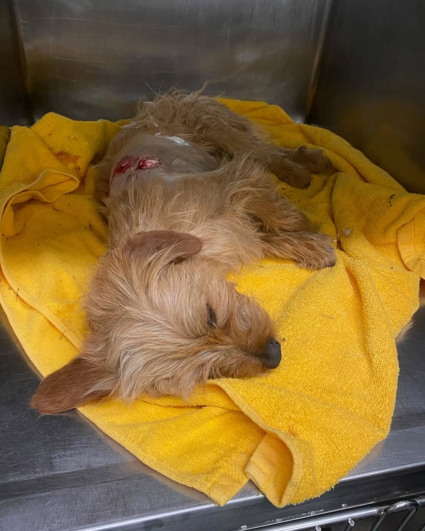 dog after surgery