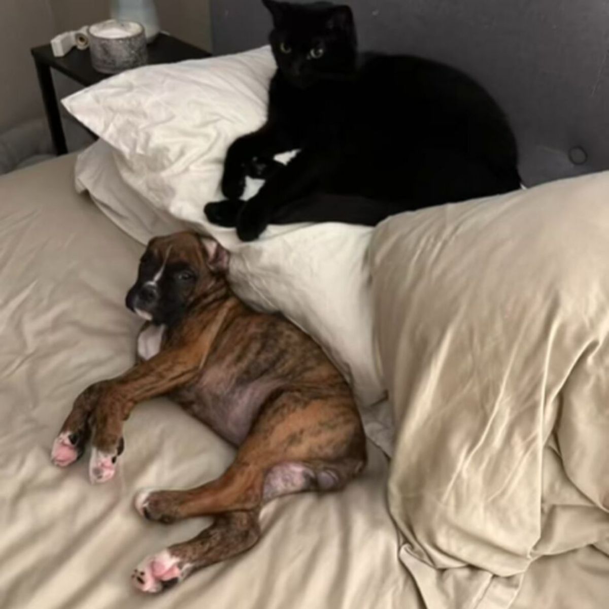 dog and cat