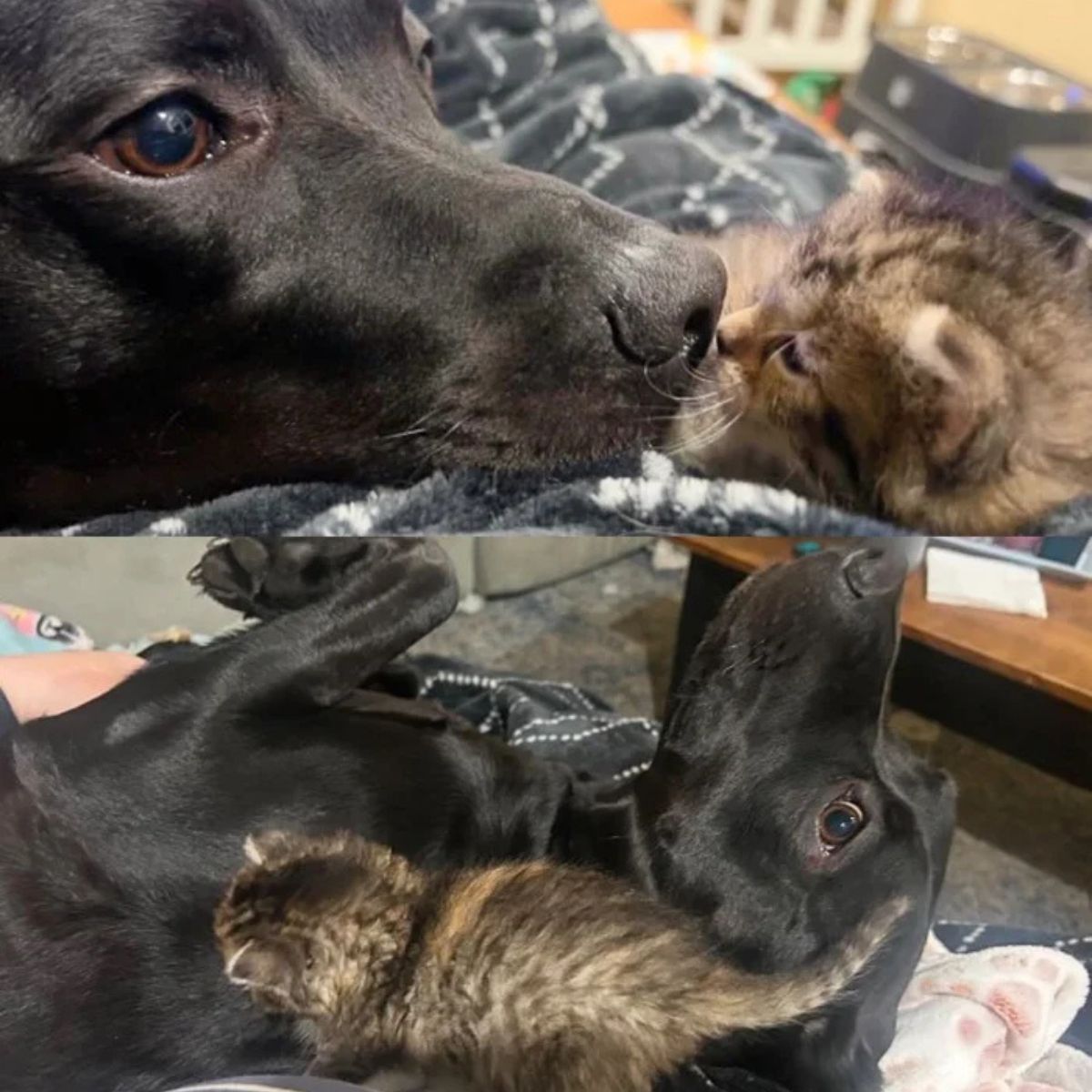 dog and kitten