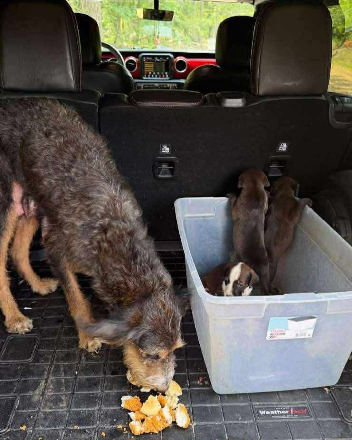 dog and puppies in car