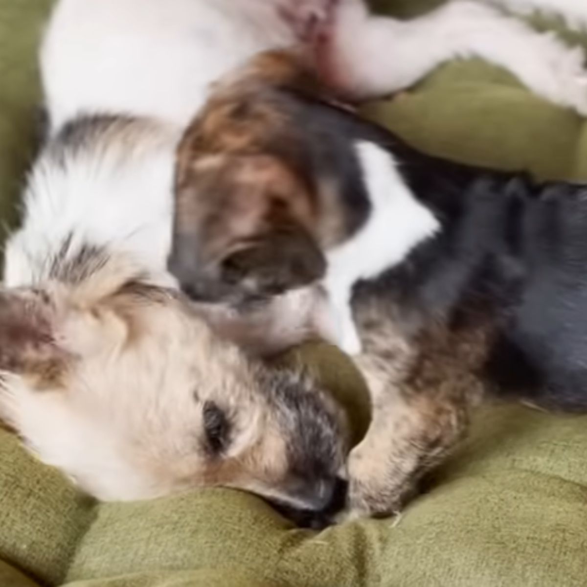 dog and sweet puppy