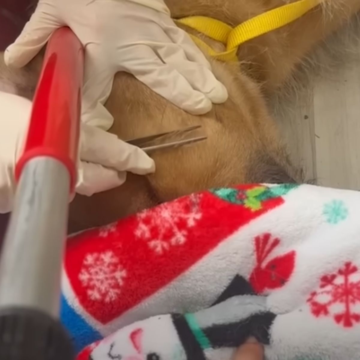 dog at vets