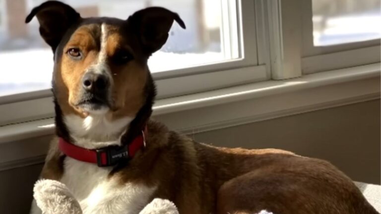 Kansas Dog Fed Up With Daycare Jumps 6-Foot Fence To Return To A Special Place