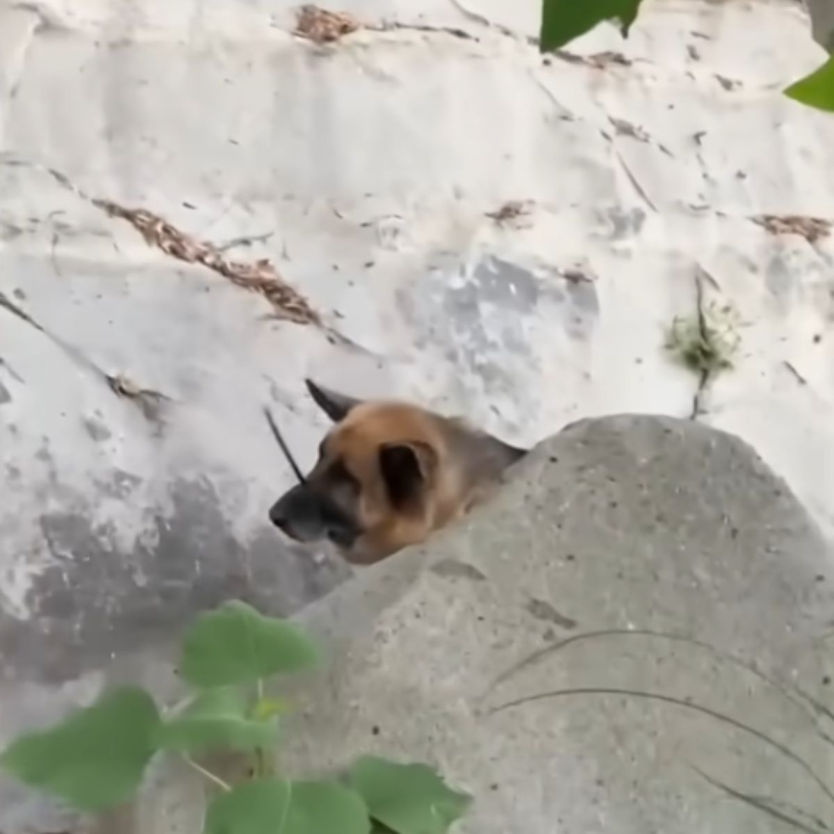 dog in creek