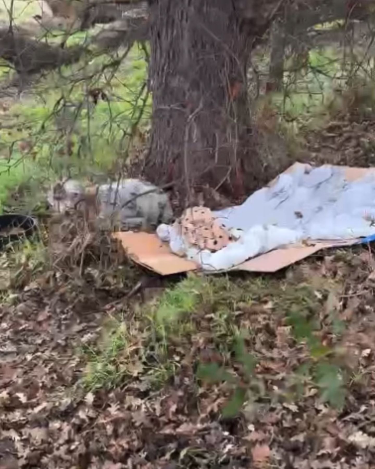 dog in forest