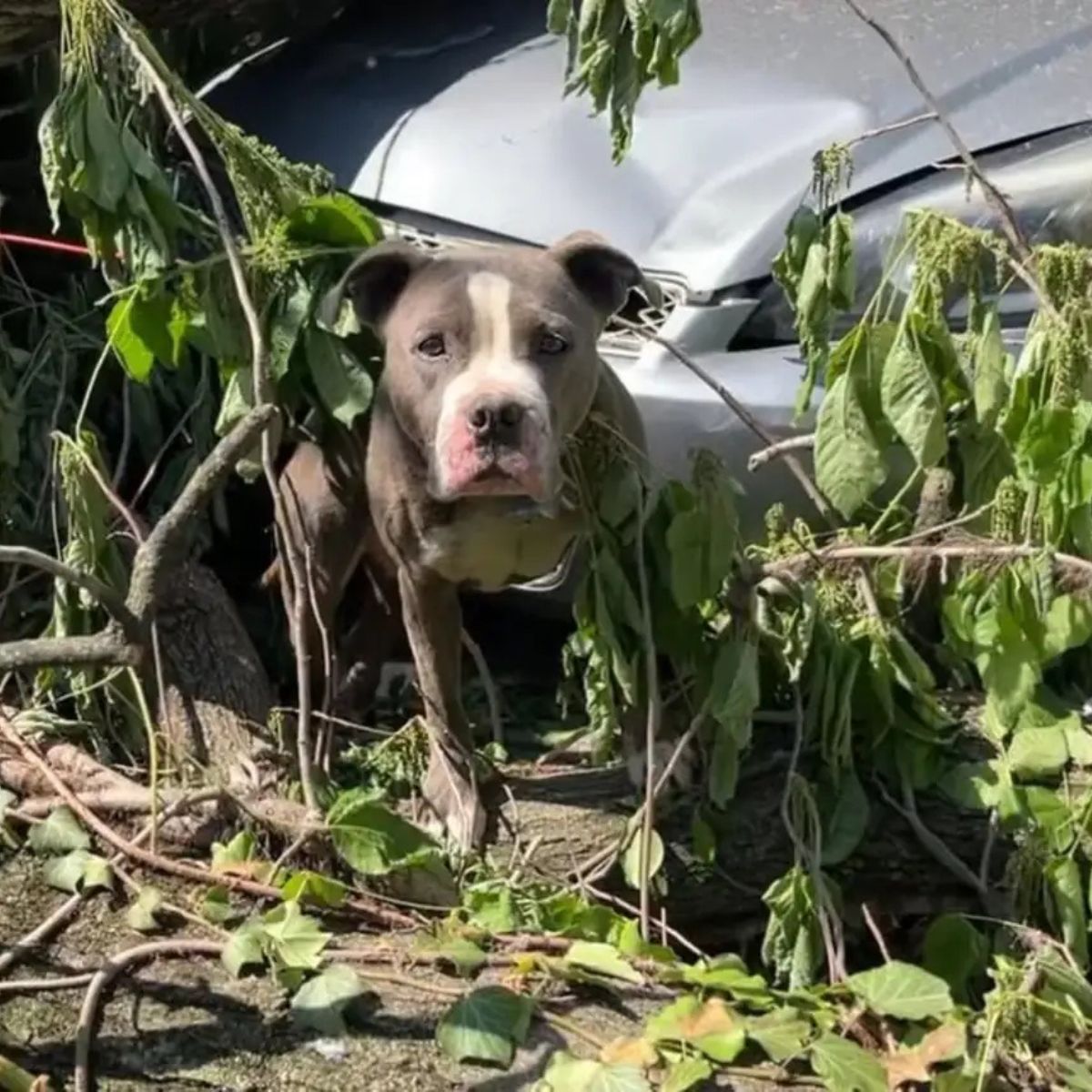 dog in nature