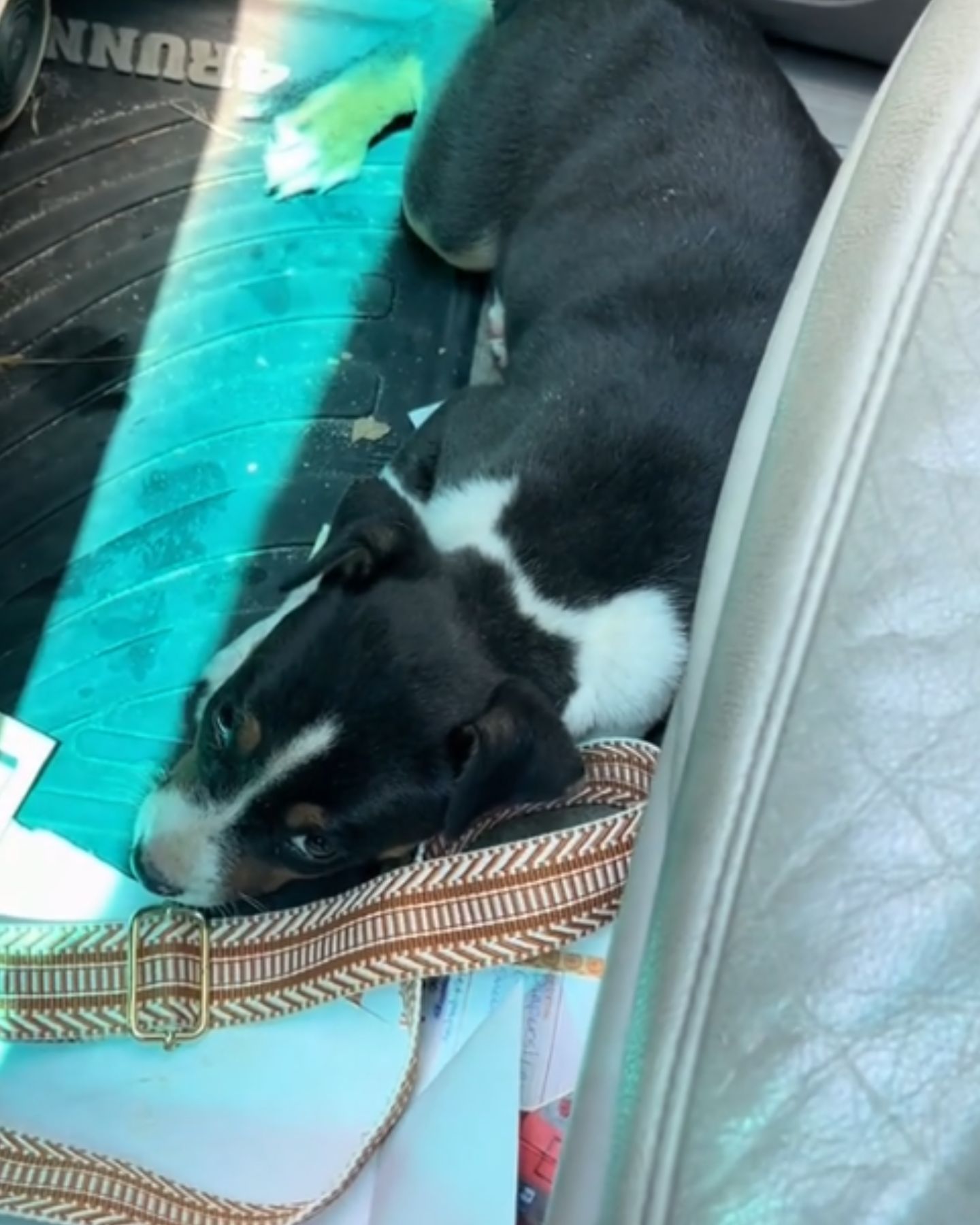 dog in trunk