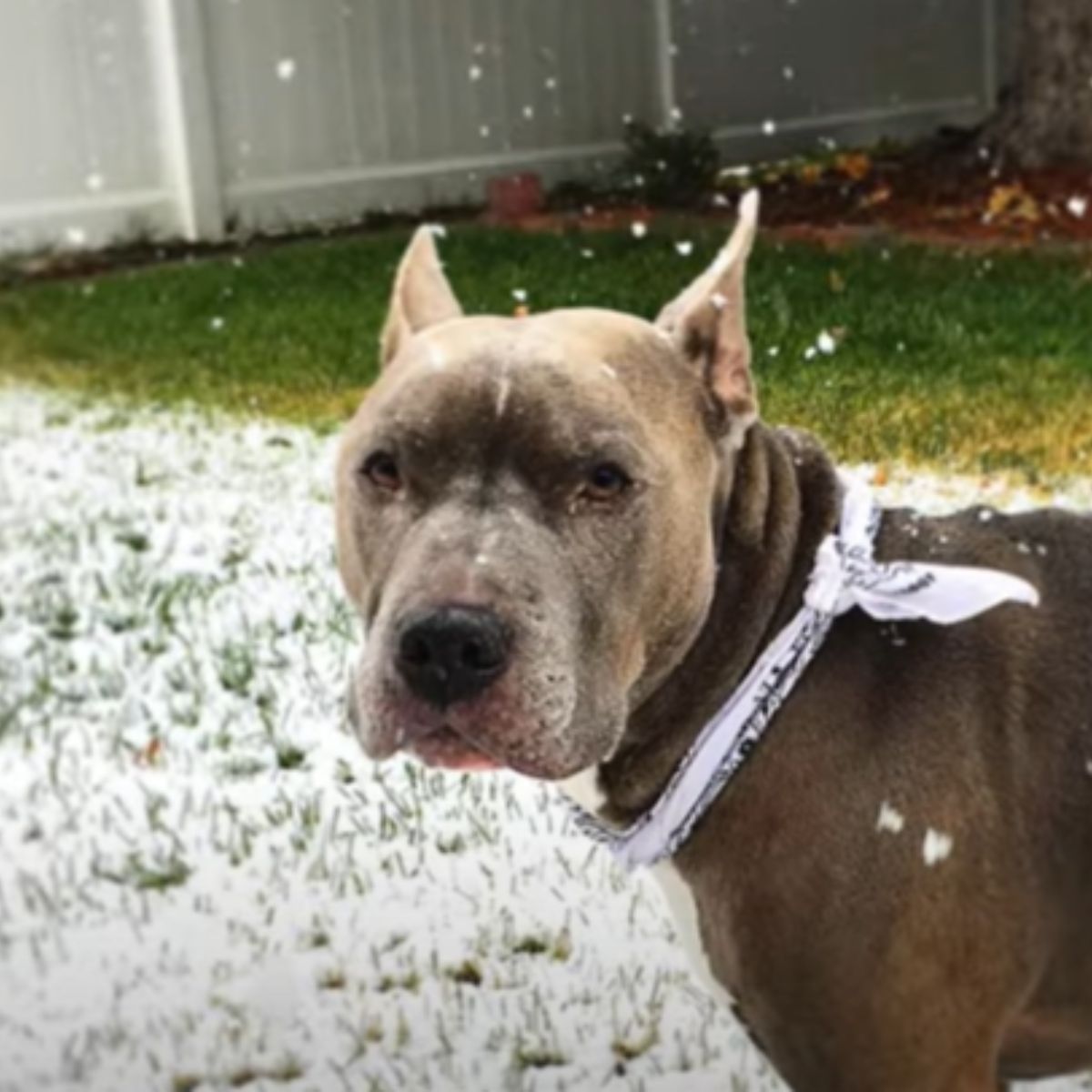 dog in winter