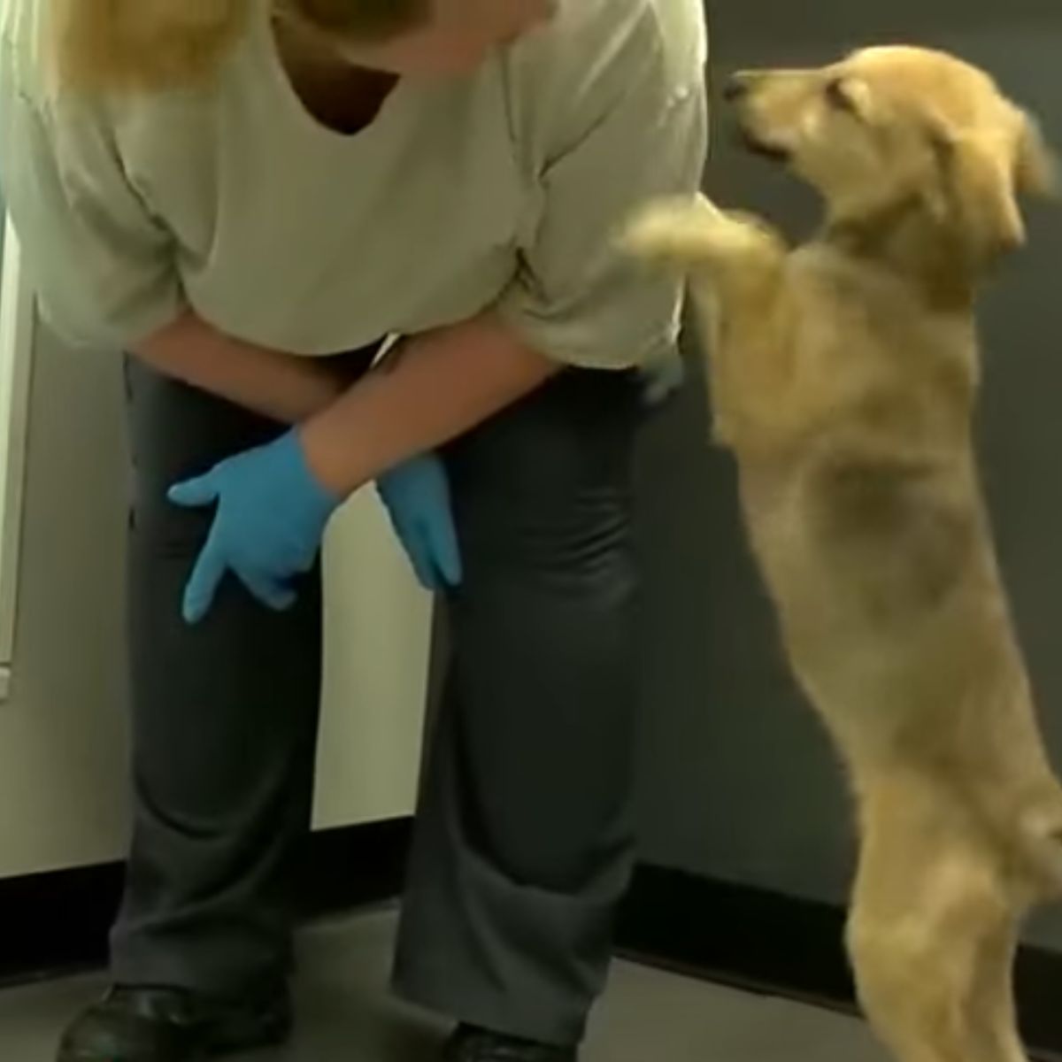 dog jumping on woman